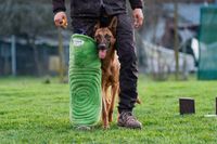 Individuelles Leistungsangebot für alle Hunderassen der Hundeschule Canis Evolution Dogtraining aus Neuried und Umgebung