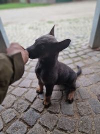 Ein Hundhalter mit einem Hund an der Leinelernt den Umgang mit Hund an der Mann trainiert Hunde auf der Stra&szlig;e an der Hundeschule - Hundetraining Canis Evolution Dogtraining aus Neuried und Umgebung