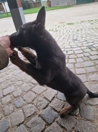 Ein Hund und sein Frauchen auf dem Hundeplatz beim Erziehungskurs an der Hundeschule - Hundetraining Canis Evolution Dogtraining aus Neuried und Umgebung