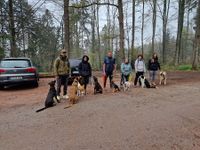 Im wald treffen sich Herrchen und Frauchen mit Hunde bei einem Aufbaukurs der Hundeschule aus Neuried und Umgebung