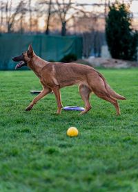 Urlaubsbetreuung f&uuml;r alle Hunderassen in der Hundepension der Hundeschule Neuried und Umgebung