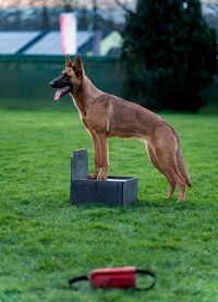 Hunde aus Tierheim im Ausland wie Portugal, Rum&auml;nien, Spanien werde von der Hundeschule Neuried und Umgebung betreut